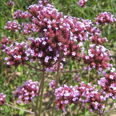 Verbena Bonariensis