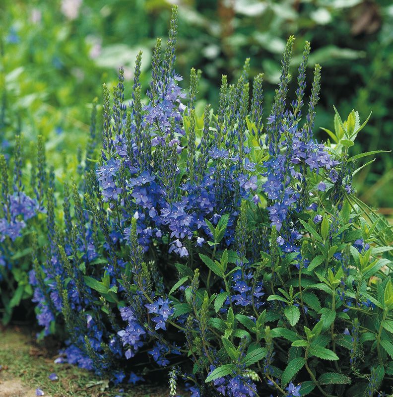 Veronica 'Royal Blue'