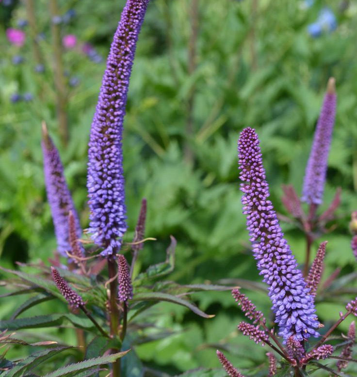 Veronicastrum 'Fascination'