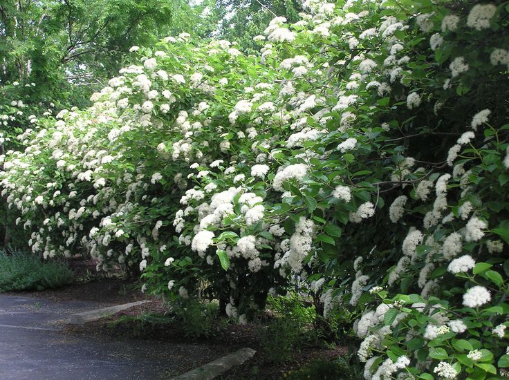 Viburnum