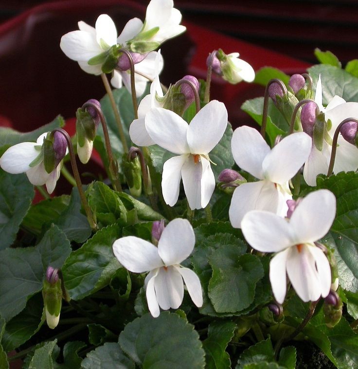 Viola Odorata (Sweet Violet)