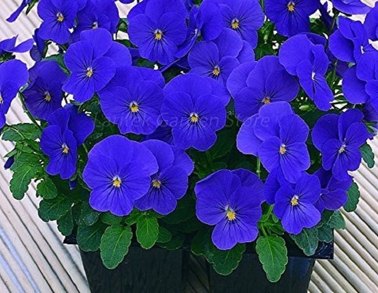 Violas