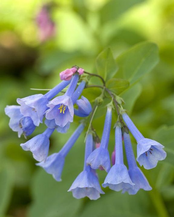 Virginia Bluebells