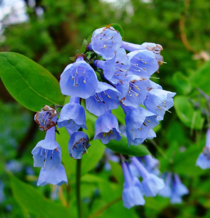 Virginia Bluebells