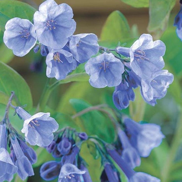 Virginia Bluebells (Mertensia virginica)