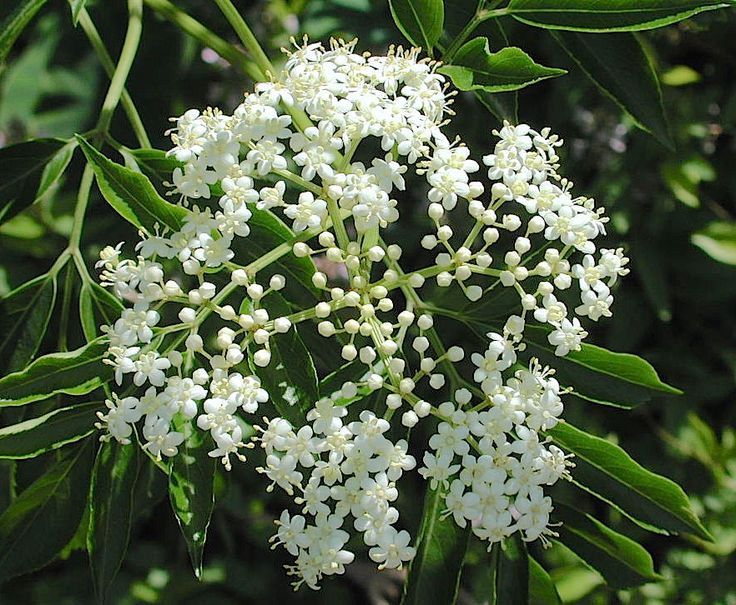 Water Hemlock