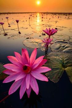 Water Lily