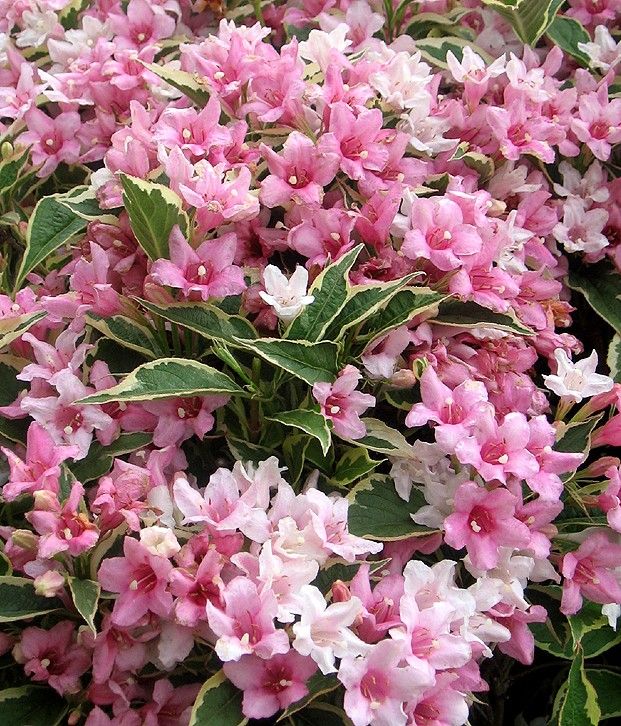 Weigela