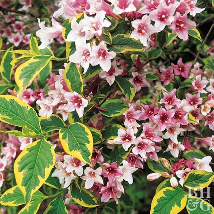 Weigela