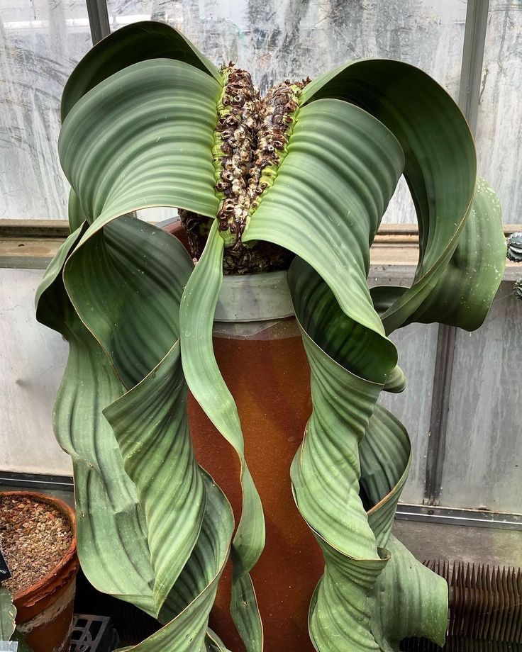 Welwitschia mirabilis