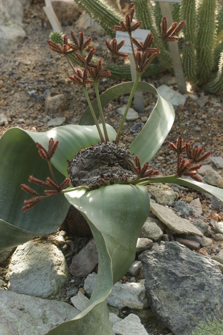 Welwitschia mirabilis