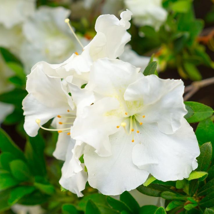 White Azalea