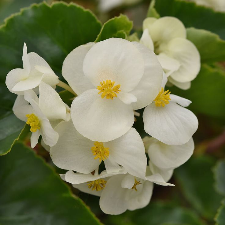 White Begonia