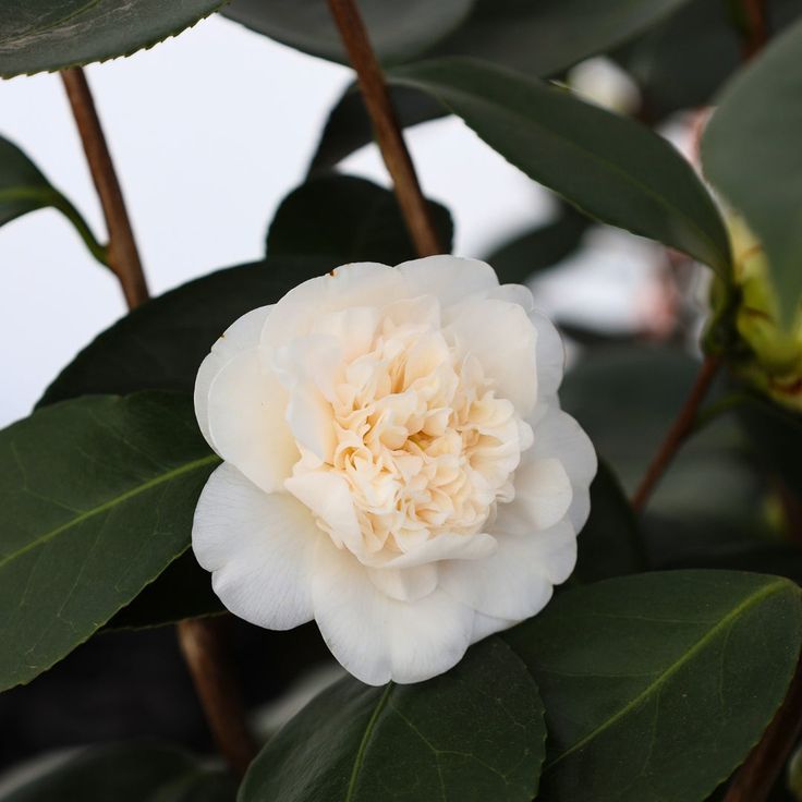 White Camellia