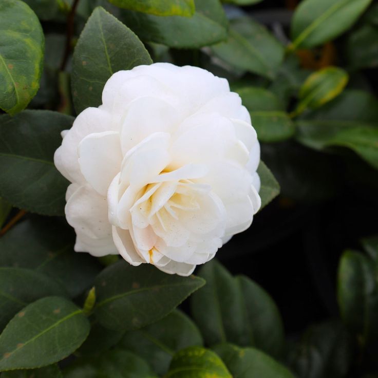 White Camellia