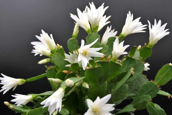 White Christmas Cactus