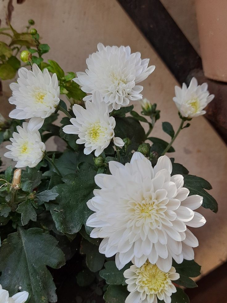 White Chrysanthemum