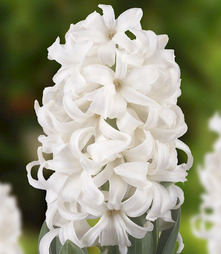 White Hyacinth