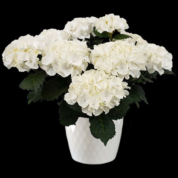 White Hydrangea