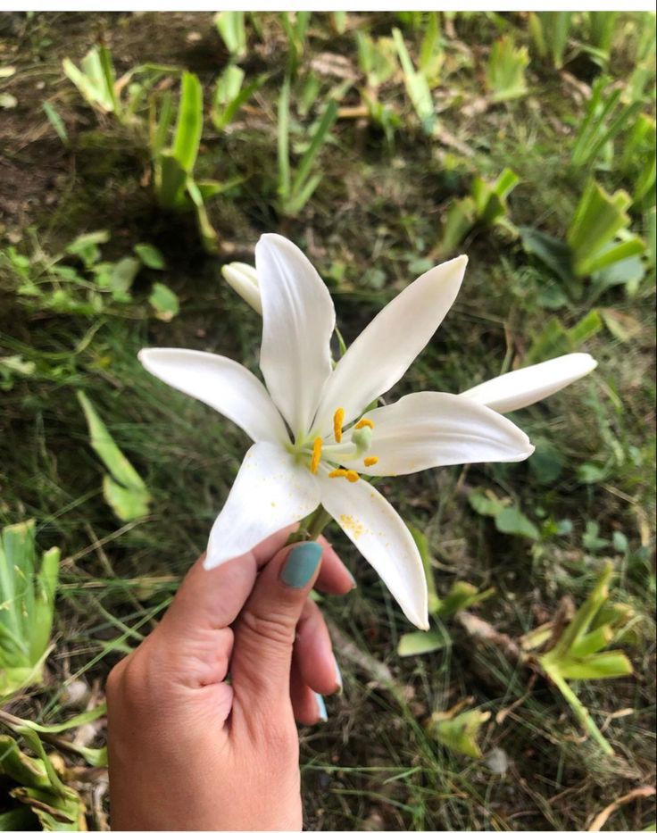 White Lily