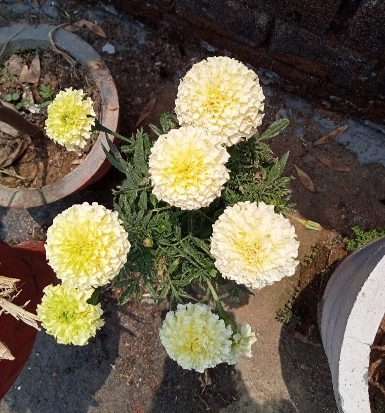 White Marigold