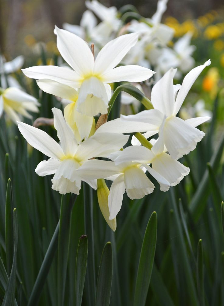 White Narcissus