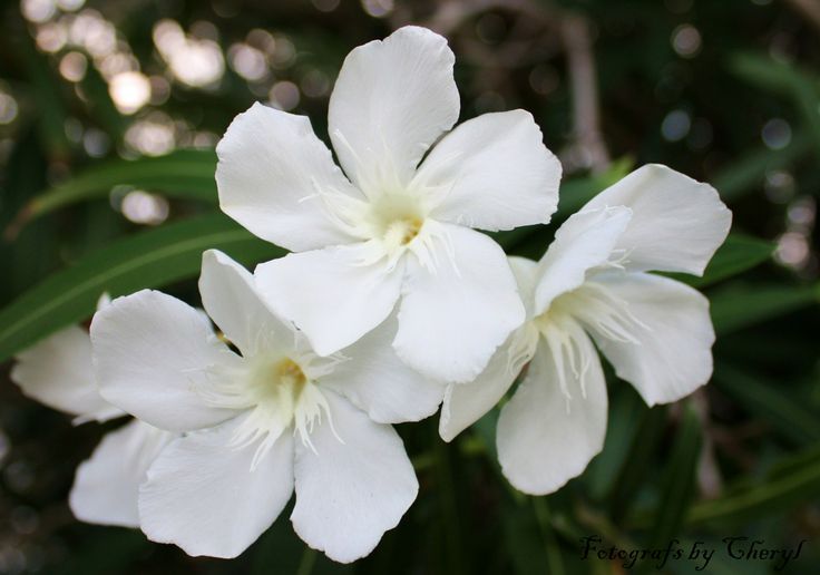 White Oleander