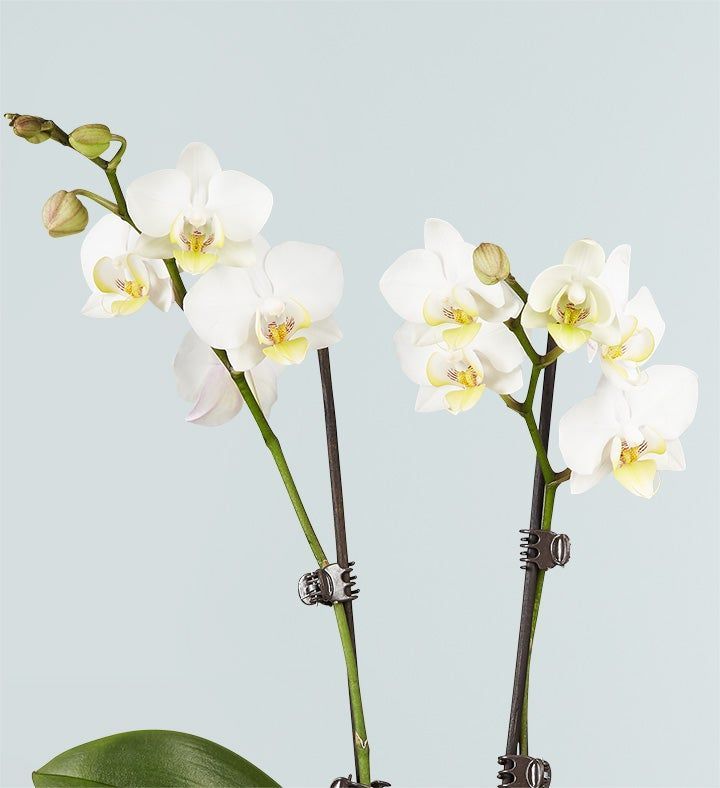 White Orchid