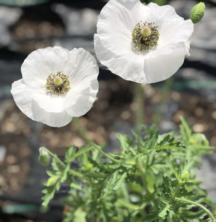 White Poppy