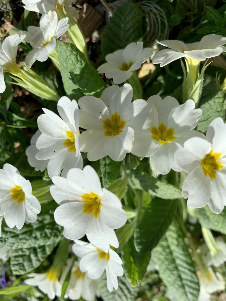 White Primrose