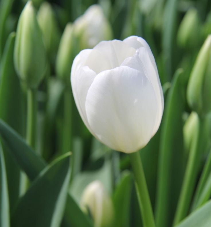 White Tulip