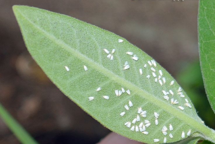 Whiteflies