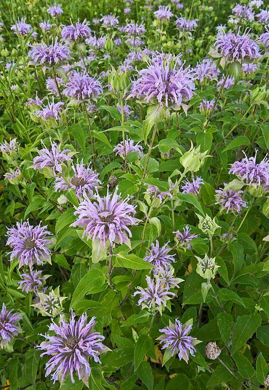 Wild Bergamot (Monarda fistulosa)