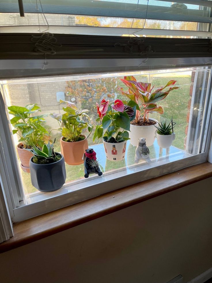 Window Sill Oasis