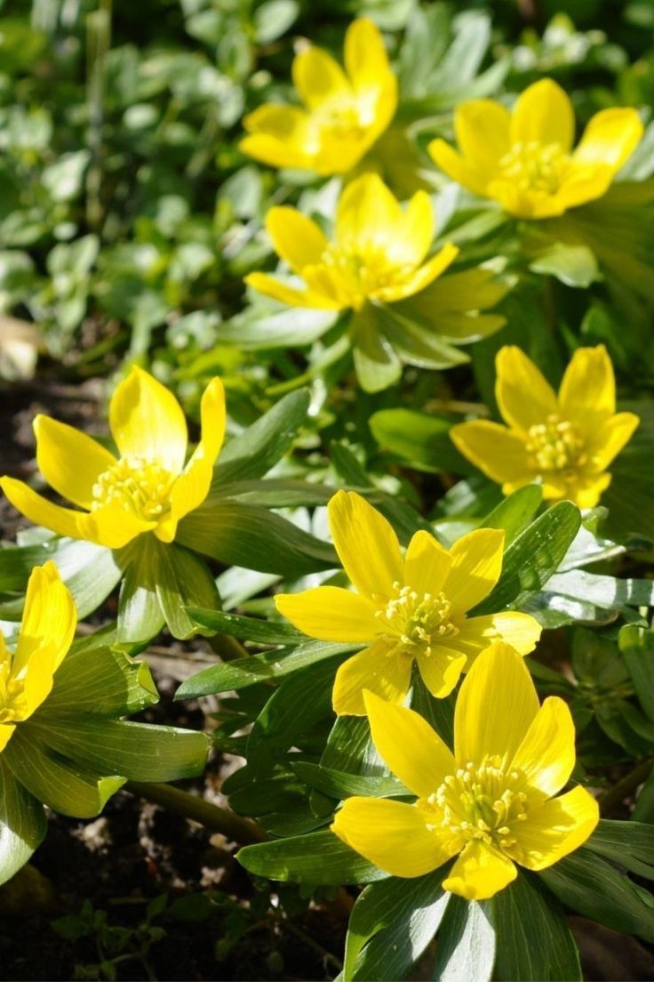 Winter Aconite