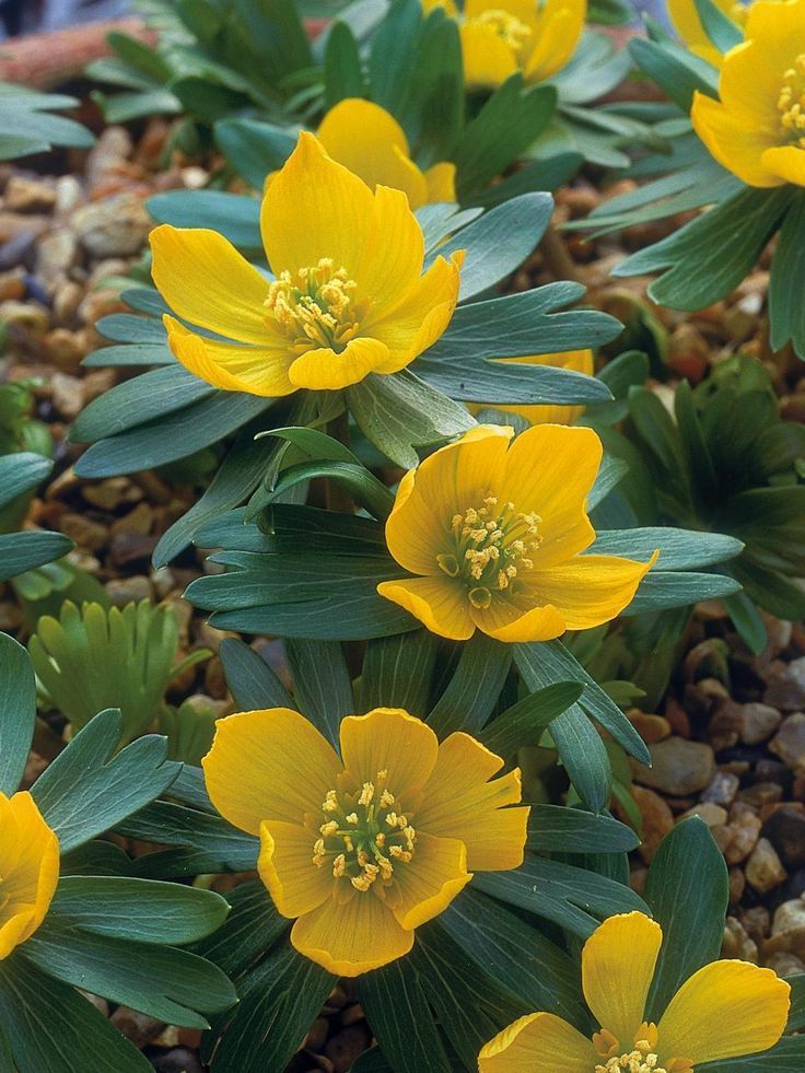 Winter Aconite