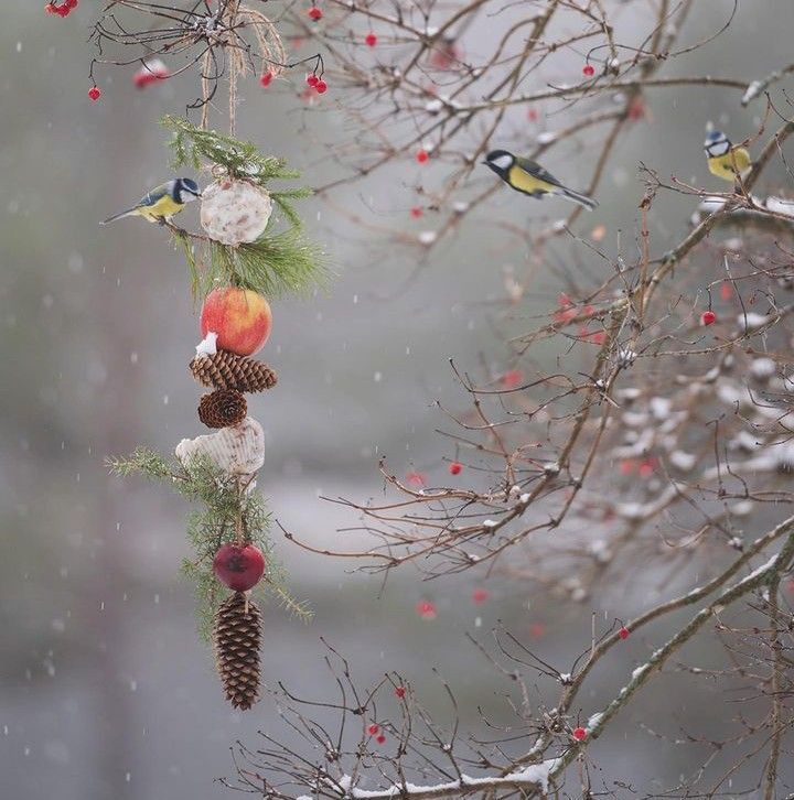 Winter Bird Garden