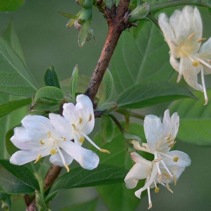 Winter Honeysuckle (Lonicera fragrantissima)