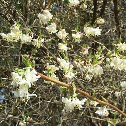 Winter Honeysuckle (Lonicera fragrantissima)