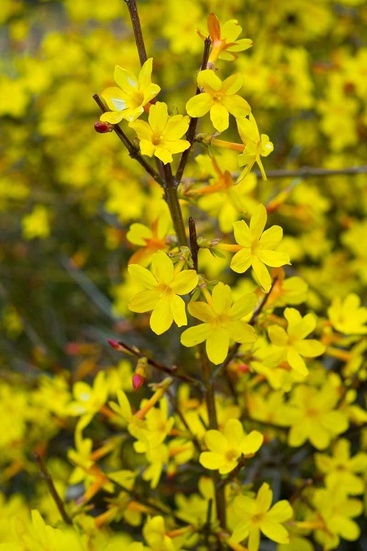 Winter Jasmine