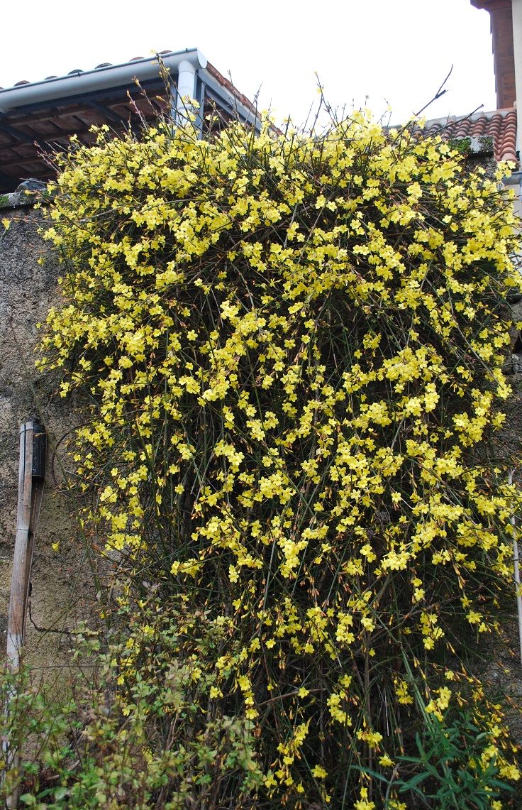 Winter Jasmine