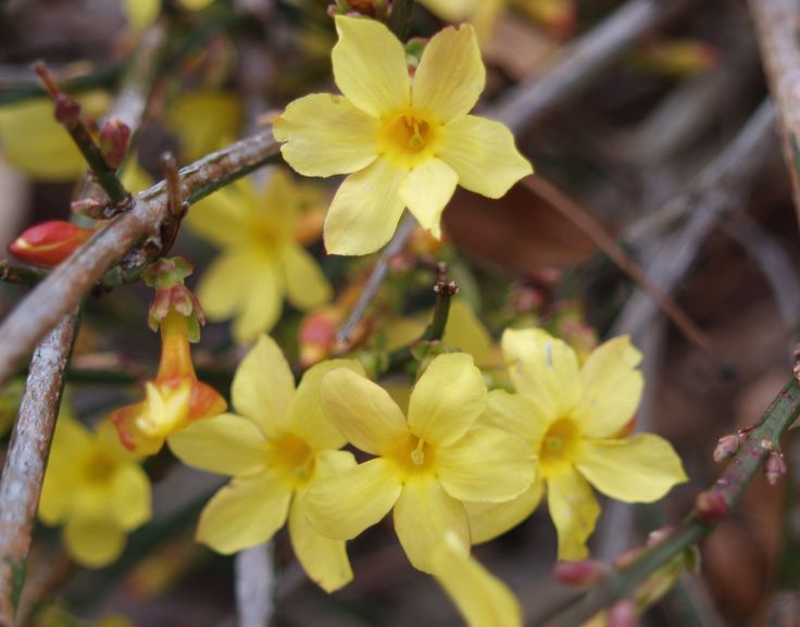 Winter Jasmine