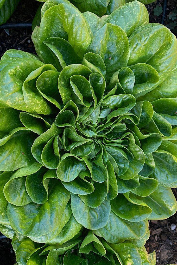 Winter Lettuce