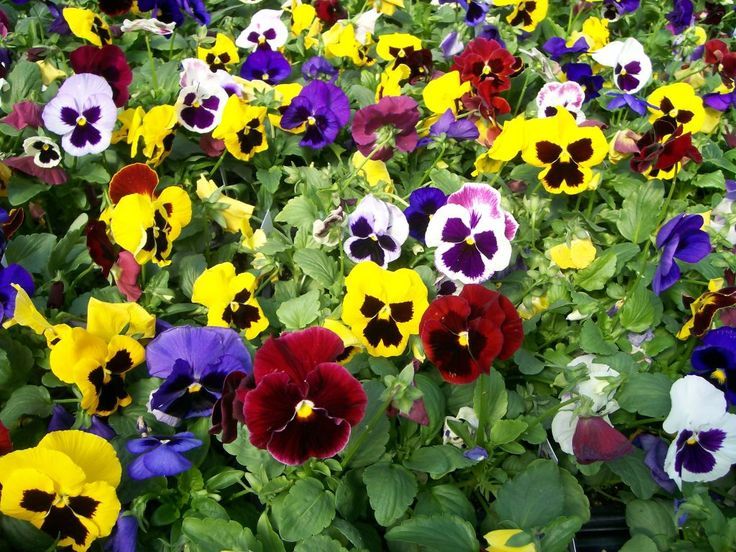 Winter Pansies