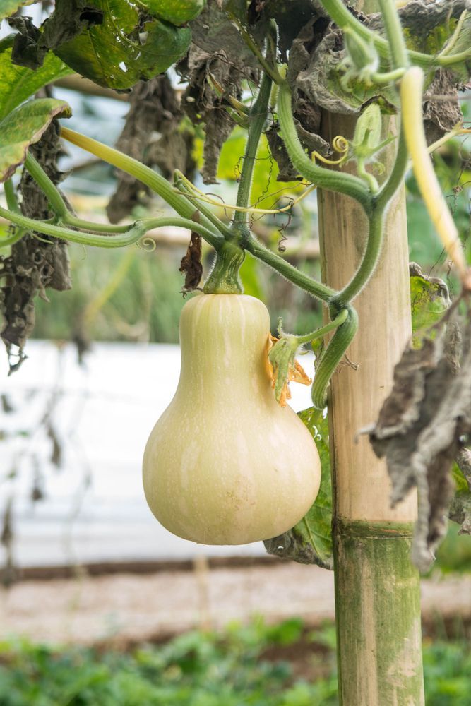 Winter Squash