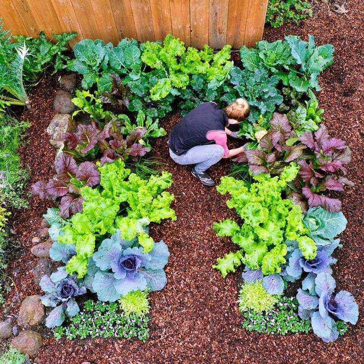 Winter Vegetable Planting