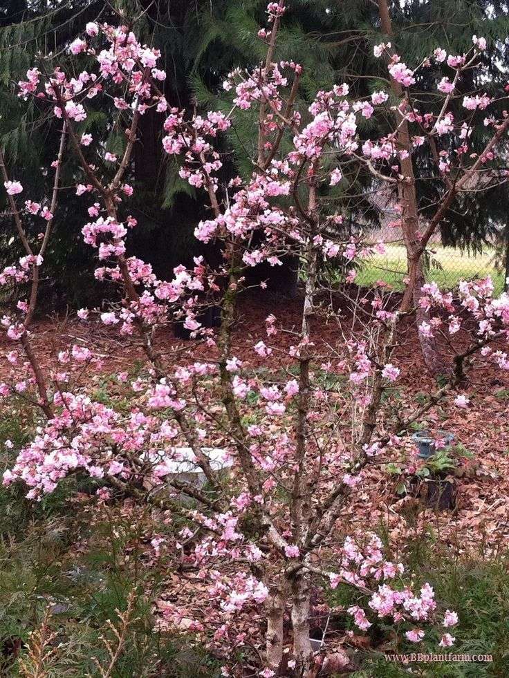 Winter Viburnum (Viburnum x bodnantense)