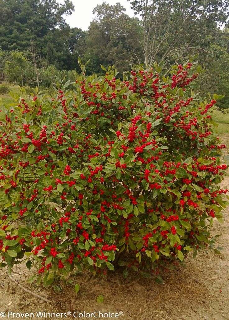 Winterberry (Ilex verticillata)