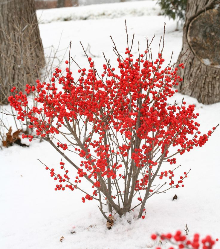 Winterberry (Ilex verticillata)