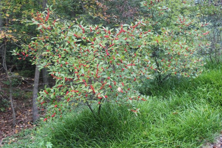 Winterberry (Ilex verticillata)